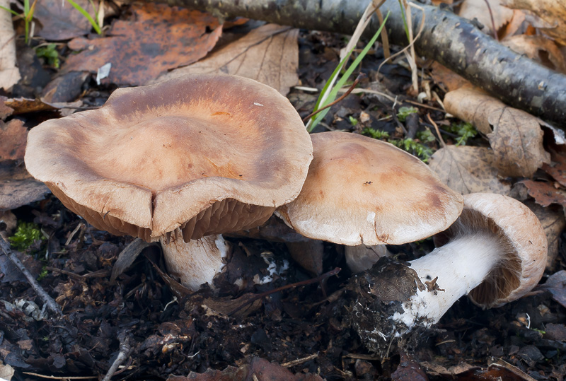 Cortinarius bivelus